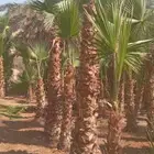 واشنطن نخيل الواشنطن ازينه