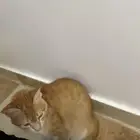 القطط ذكر عمره 7شهر والقط سكوتش أنثى