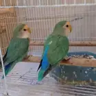 زوج روز اليفة