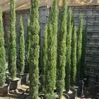 مشاتل الدمام لتنسيق حدائق ولدينا توصيل وتركيب