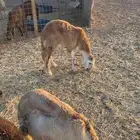 للبيع سواكن عددهن 14 اعمارهن 10 جذعان و 4 ثني مرابي شهرين