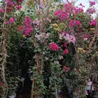 مشتل حسن قرني للزراعة با الجملة مركن و كياس