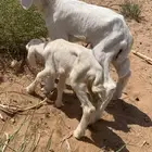 دواغير