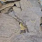 عود جار هندي