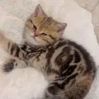 بريتش شورت هير قولد كشميري