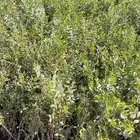 سدر بلدي شتلات