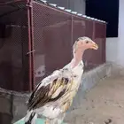 فرخ سندي