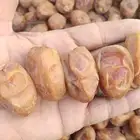 تمور إخلاص اشقر للبيع