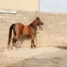 فرس مصريه بيور