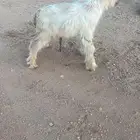 للبيع تيس قزم الأمريكي