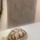 سلحفاه للبيع