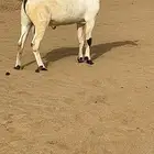 تيس بيشي صنف الصنف