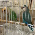 زوج روز منتج (تم البيع  )