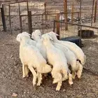 ذبيحتك لباب بيتك