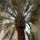 مشتل ابناء الصعيد