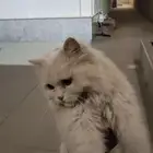 قطه للتبني