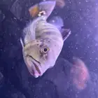 سمك زينه بيكوك باس