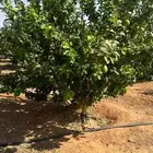 يوجد لدينا حمضيات يوسف أفندي برتقال بو صره ليمون تين عنب جوا