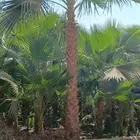 نخل واشنطني للبيع جمله وتجزئه يوجد شحن جميع المناطق