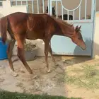 للبيع مهر واهو تحت التسجيل ( مدفوع الرسوم) الاسم   رعد الاب