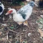 بط بلدي