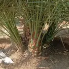 نخل للبيع نخل القصيم جثايث فروخ ونانه صقعي مجدول سكري خلاص