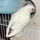 جوز روز منتج