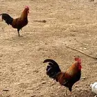 ديوك مع دجاج المنيوم. 3. حبات وز. 2. رومي