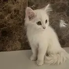 قطط للتبنى