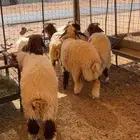 ذبايح نعيم