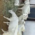 غنم معزا للبيع