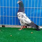 تم البيع