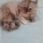 قطتين ذكر وانثى للبيع