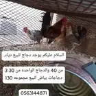 دجاج للبيع