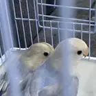 للبيع طيور روز فرخ