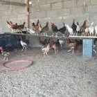 دجاج للبيع