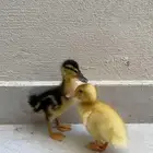 بط بكيني للبيع
