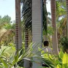 نخيل ملوكي درجه اولا