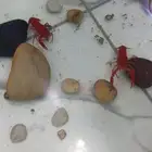 زوج استكوزا نهرية