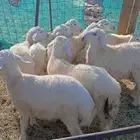 اغرض لكم طليان عددها 9 نظيفه وطيبه من مراحي مانزلت السوق