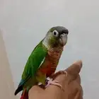 كنيور قرين شيك أليف