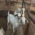 تيوس للبيع