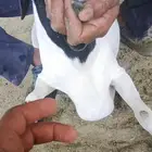 فحل بربري