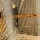 كروان ذكر ضايع