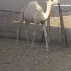 حاشي للبيع