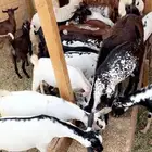 تيوس بلدي على الشرط