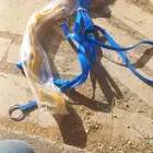 سروج مستخدم و صدريات جديد