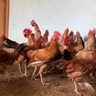 ديوك للبيع بلدي