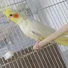 للبيع ذكر كروان لاتينو منتج