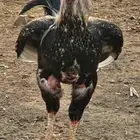 دجاج للبيع كويتي